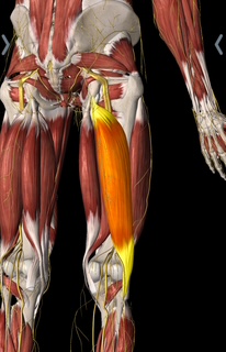 Hamstring with sciatic nerve